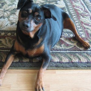 Meet your Posher, Barbara